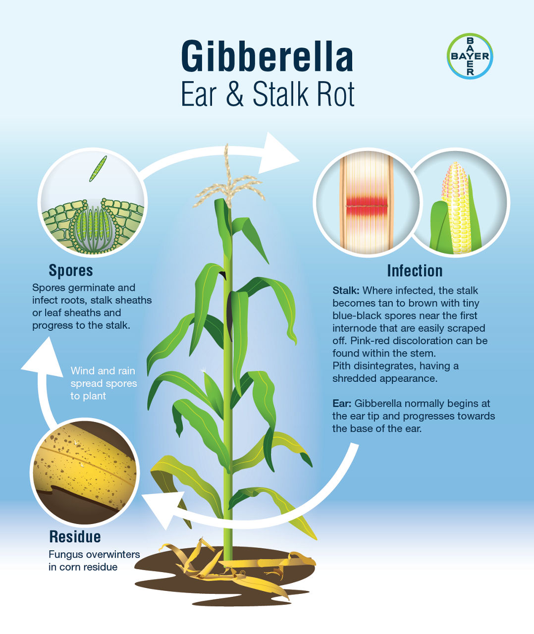 Gibberella Ear Rot and Stalk Rot Disease Cycle